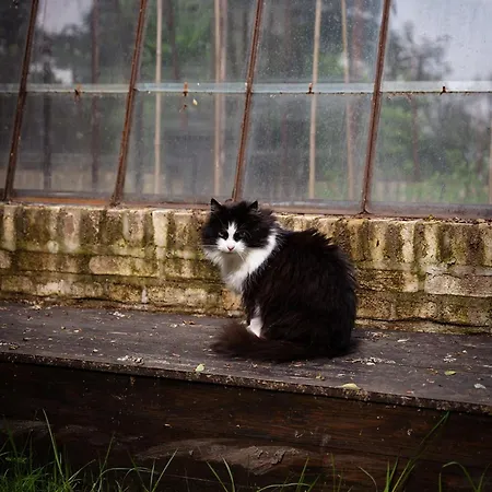 La Petite Foret In Brussels Countryside Chata *